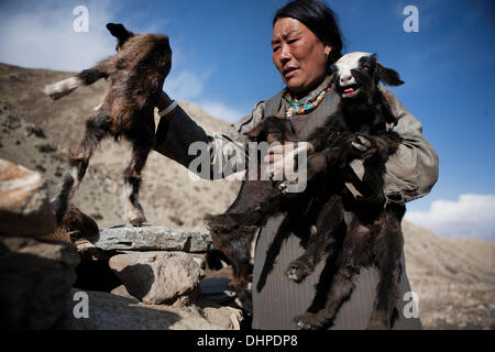 Nomads vicino Lo Monthang, Mustang superiore, Nepal. 10 Aprile, 2011. Un nomade donna penne baby capre prima le loro madri tornare dai campi in Mustang superiore, Nepal. A causa di cambiamenti climatici e chiuso il confine con il Tibet, vita nomade è diventato molto più difficile e tutti ma 5 delle famiglie sono stabiliti in villaggi. © Taylor Weidman/ZUMA filo/ZUMAPRESS.com/Alamy Live News Foto Stock