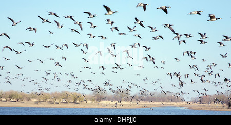 Paesi Bassi, Lelystad, Parco Nazionale Oostvaardersplassen. Stormo di Oche facciabianca volano Foto Stock