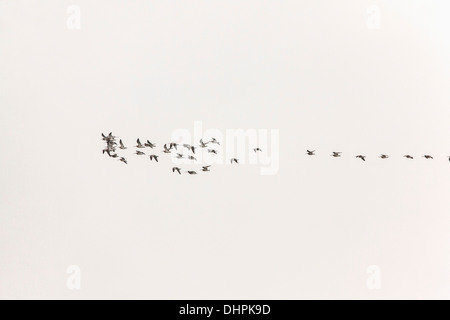 Paesi Bassi, Lelystad, Parco Nazionale Oostvaardersplassen. Gregge di curlew battenti Foto Stock