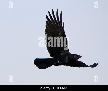 Black carrion crow (Corvus Corone) in volo contro un cielo blu Foto Stock