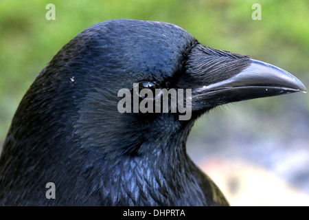 Testa di un nero carrion crow (Corvus Corone) close up Foto Stock