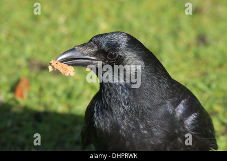 Dettagliato di close-up di testa e corpo di un nero carrion crow (Corvus Corone) Foto Stock