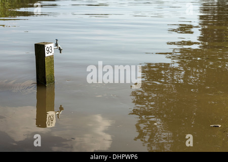 Paesi Bassi, Slijk-Ewijk, campeggio nelle pianure alluvionali del fiume Waal. Acqua alta Foto Stock