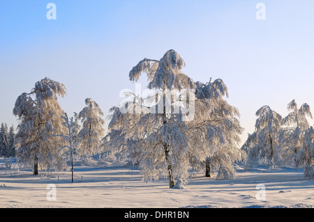 La luce del sole durante il freddo inverno forest Foto Stock