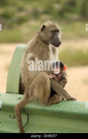 Femmina di babbuino Chacma con un neonato Foto Stock