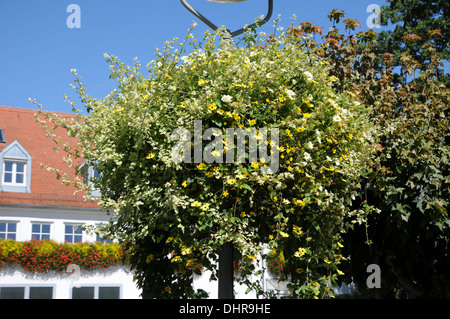 Black Eyed susan Foto Stock