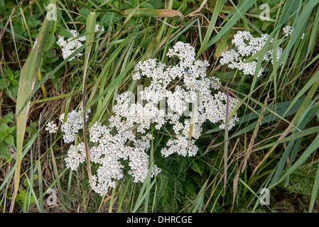 Fioritura achillea pianta, Achillea millefolium, in un prato di erba Foto Stock