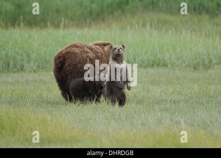 ¨Brown Bear Cub ritti accanto alla madre e twin, Ukak Bay, Katmai NP. Alaska Foto Stock