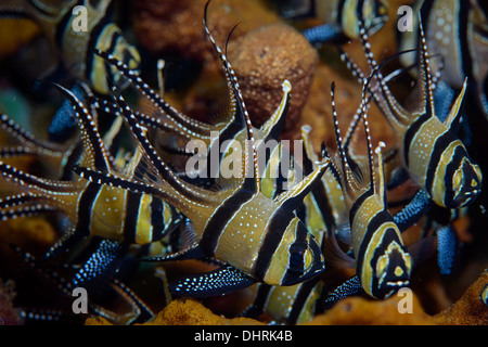 Un vicino l immagine di una scuola di Banggai pesci cardinale presi in Lembeh strait Foto Stock