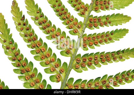 Foglie di felce maschio con matura sporangia Foto Stock