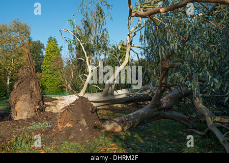 Alberi di eucalipto bruciato oltre a Kew Gardens durante la tempesta nel novembre 2013 (Eucalyptus viminalis) Foto Stock