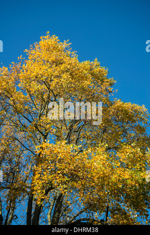 Tulip Tree: liriodendron tulipifera, le foglie in autunno contro il blu intenso del cielo. Foto Stock