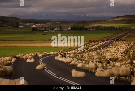 Le pecore sono sentito su una strada vicino a Flúðir in Islanda, Settembre 12, 2013. (Adrien Veczan) Foto Stock