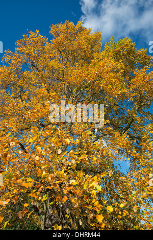 Tulip Tree: liriodendron tulipifera, le foglie in autunno contro il blu intenso del cielo. Foto Stock