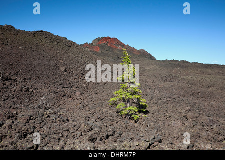 Un Lone Tree in un flusso di lava sotto piccolo cratere Belknap accanto al Pacific Crest Trail a nord di Mckenzie Pass. Foto Stock