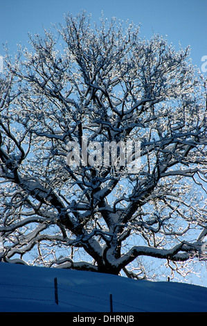 Acero di montagna alberi coperti di neve, Oberland bernese Alpi, Svizzera Foto Stock