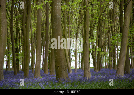 Bluebell legno, Badbury grumi, Faringdon Foto Stock