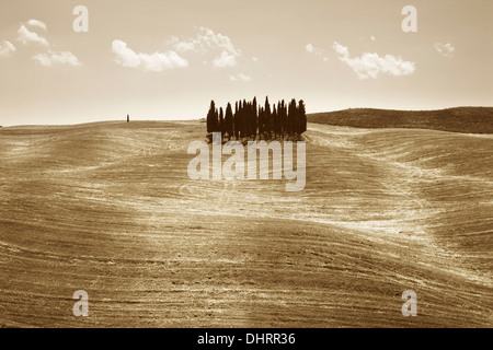 Toscana, San Quirico D'orcia, Italia Foto Stock