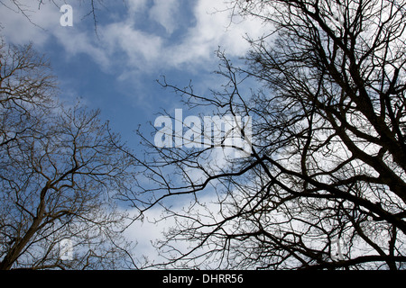 Skyward vista di rami di alberi come dita contro un nuvoloso cielo blu Foto Stock