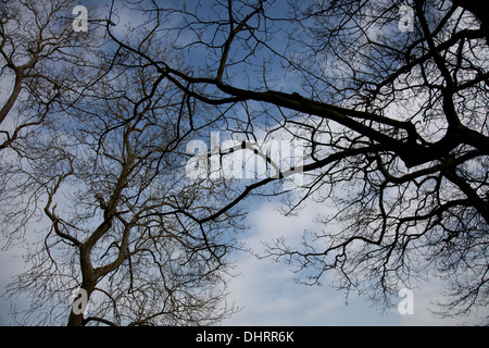 Skyward vista di rami di alberi come dita contro un nuvoloso cielo blu Foto Stock