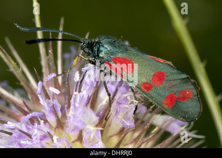 Sei-spot Burnett, Zygaena filipendulae Foto Stock