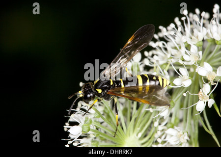 Tenthredo omissa, visto volare Foto Stock