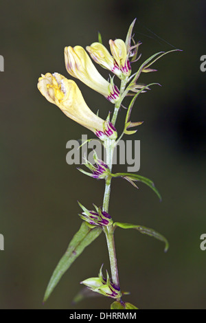 Melampyrum pratense, comune Cow-grano Foto Stock