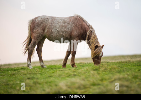 Un selvaggio Welsh pony di montagna vicino alla Montagna Nera del Parco Nazionale di Brecon Beacons, Wales, Regno Unito Foto Stock