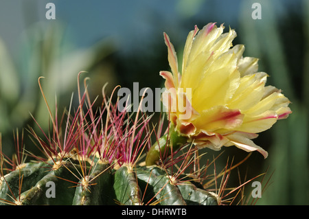 Fiore giallo di Echinopsis hybrid Foto Stock