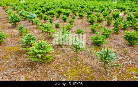 Abete per Natale Foto Stock