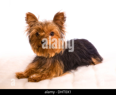 Yorkshire terrier cane sdraiato isolati su sfondo bianco Foto Stock