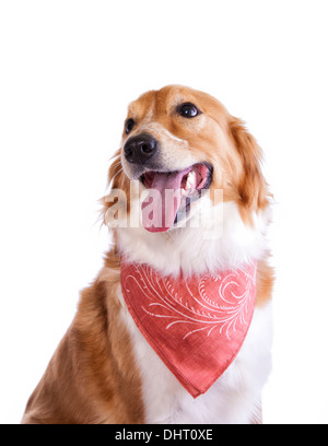 Carino il bianco e il rosso Border Collie cane cercando fino al lato indossando sciarpa isolato su bianco Foto Stock