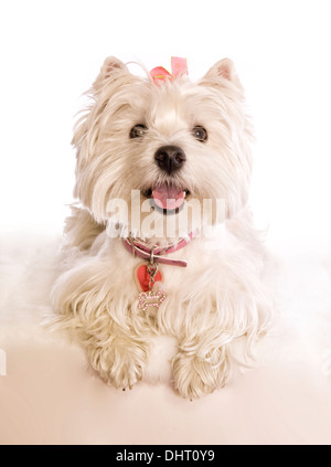 Westhighland white terrier cane indossando fiocco rosa isolato su bianco Foto Stock