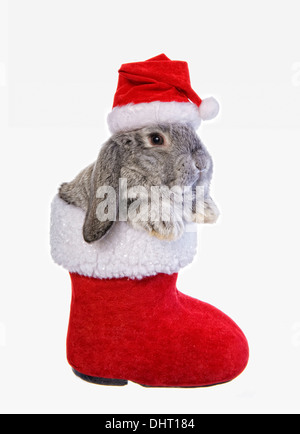 Grigio orecchio lop bunny coniglio in Christmas Santa boot indossando hat isolati su sfondo bianco Foto Stock