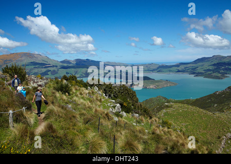 Gli scuotipaglia in pista su Mt Cavendish, porta le colline, e Lyttelton Harbour, Christchurch, Canterbury, Isola del Sud, Nuova Zelanda Foto Stock