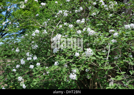 Il coreano spice pallon di maggio Foto Stock