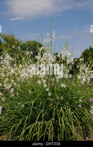 San Bernhards lily Foto Stock