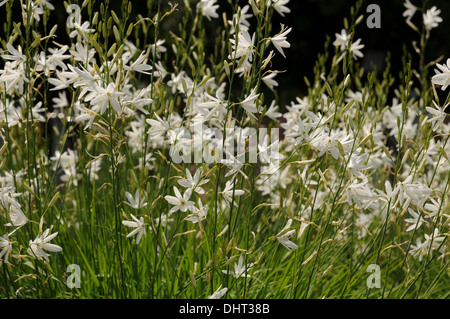 San Bernhards lily Foto Stock