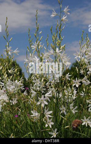 San Bernhards lily Foto Stock