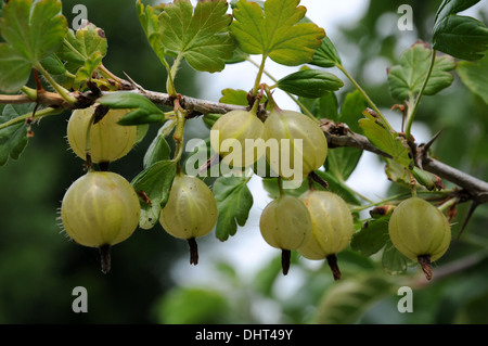 Lamponi Foto Stock