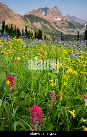 Prati fioriti in granito Park al di sotto di Mt. Gould e il muro del giardino nel Parco Nazionale di Glacier, Montana. Foto Stock