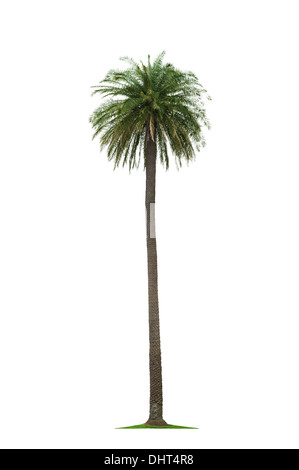 Bella alte palme di cocco albero isolato su sfondo bianco Foto Stock