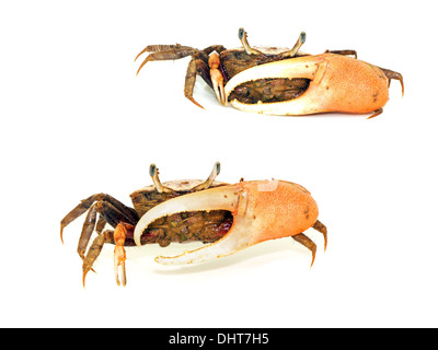 Fiddler crab con grande branca isolato su sfondo bianco Foto Stock