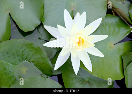 Bianco giallastro Lotus in piscina e foglie verdi circostanti. Foto Stock