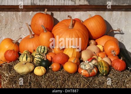 Una collezione di zucche e zucche, Cucurbita pepo, Cucurbitaceae. Aka Estate Squash, zucche invernali. Foto Stock