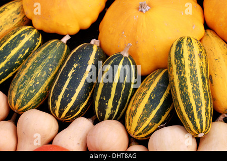 Zucchine, Cucurbita pepo var. fastigata, capesante, zucca cucurbita pepo var. clypeata, zucca e Squash Foto Stock