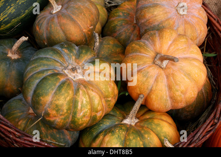 La zucca zucca cucurbita pepo, Cucurbitaceae. Aka Estate Squash, zucche invernali. Foto Stock