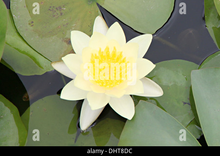 Giallo Lotus in piscina e foglie verdi circostanti. Foto Stock