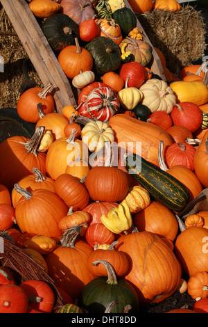 Una collezione di zucche e zucche, Cucurbita pepo, Cucurbitaceae. Aka Estate Squash, zucche invernali. Foto Stock