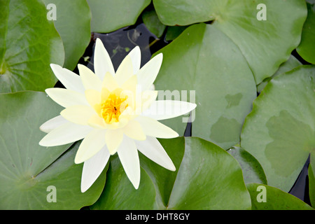 Bianco giallastro Lotus nel pool e e foglie verdi circostanti. Foto Stock